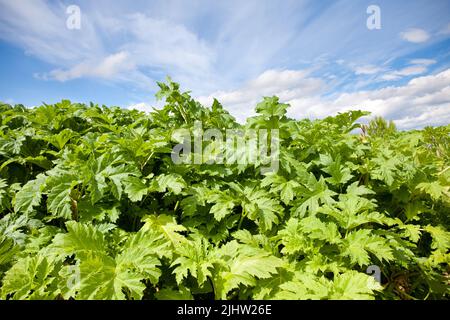 Sosnowsky's hogweed. Heracleum sosnowskyi. Large green leaves of hogweed on a sunny day. hogweed bush against the sky Stock Photo