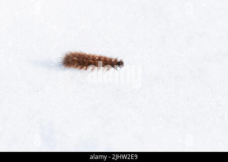 Ruby tiger moth caterpillar moving slowly on snow during an early spring day in Europe. Stock Photo