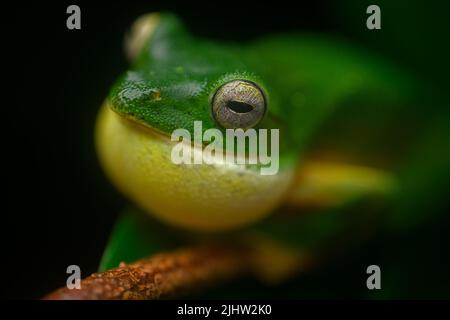 Malabar gliding frog male calling for mate on a monsoon night Stock Photo