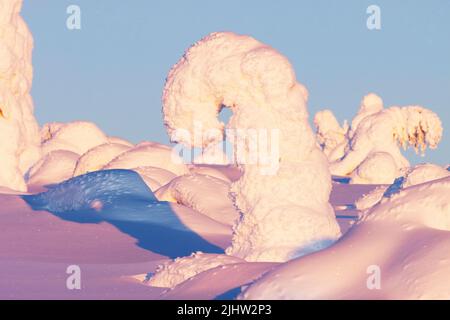 Snow-covered Spruce trees on a hillside in Riisitunturi National Park during a evening in February Stock Photo