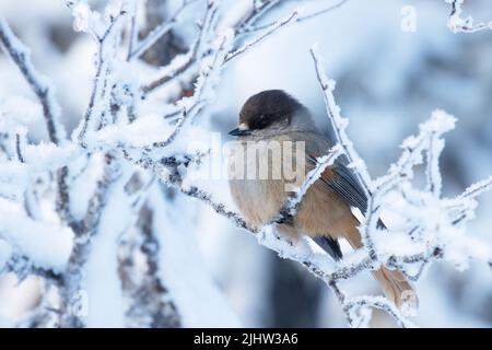 Closeup of a Siberian jay on a frosty morning near Kuusamo, Northern Finland Stock Photo
