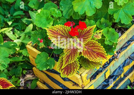 Close-up view of a beautiful begonia with dark green textured foliage in a pot. Stock Photo