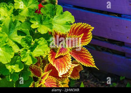 Close-up view of a beautiful begonia with dark green textured foliage in a pot. Stock Photo