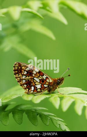 Close-up of a Small pearl-bordered fritillary, Boloria selene resting on a fern leaf Stock Photo