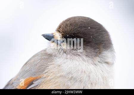 Close-up portrait of a Siberian jay, Perisoreus infaustus in Northern Finland Stock Photo