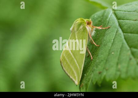 A close-up of a Green silver-lines moth, Pseudoips prasinana resting on a plant leaf on a summer day in Estonia, Northern Europe. Stock Photo