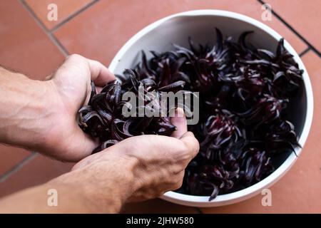 Close-up of hands cradling hibiscus sabdariffa (sorrel or Jamaica) a red flower used to make sorrel drink in Caribbean countries at Christmas time. Stock Photo