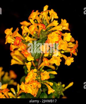 Cluster of vivid orange and yellow flowers of Streptosolen / Browallia jamesonii, Marmalade Bush, against black background, in Australia Stock Photo