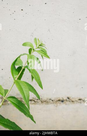 lemon verbena plant against concrete wall Stock Photo