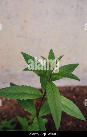 Lemon verbena, Lemon beebrush, Aloysia citrodora in garden Stock Photo