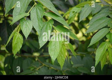 Muntingia calabura leaves (Kersen, , capulin blanco, cacaniqua, nigua, niguito, Jamaican cherry). This plant has red small fruit, juicy and sweet Stock Photo