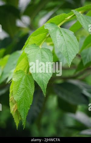 Muntingia calabura leaves (Kersen, , capulin blanco, cacaniqua, nigua, niguito, Jamaican cherry). This plant has red small fruit, juicy and sweet Stock Photo