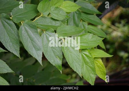 Muntingia calabura leaves (Kersen, , capulin blanco, cacaniqua, nigua, niguito, Jamaican cherry). This plant has red small fruit, juicy and sweet Stock Photo