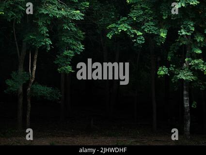 Tropical forest foliage plants bushes in the dark night Stock Photo