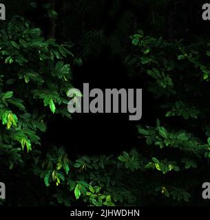 Tropical forest foliage plants bushes in the dark night Stock Photo