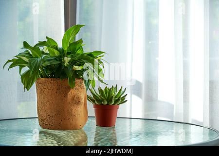 Houseplants in pots on a glass table by the window. Plants in interior Stock Photo
