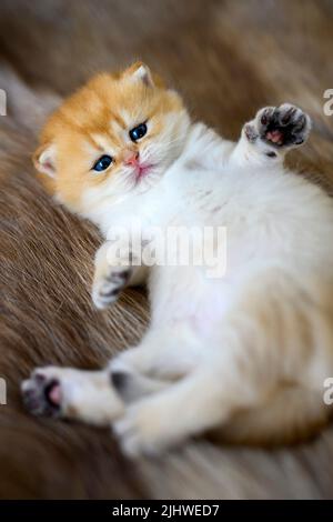 kitten lies supine on a brown woolen carpet. Innocent looking kitten. British Shorthair, purebred and beautiful, lovable, lounging in soft fur and loo Stock Photo