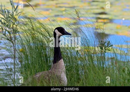 A wild Canada Goose  (Branta canadensis); standing in some marsh grass on the edge of a calm lake Stock Photo