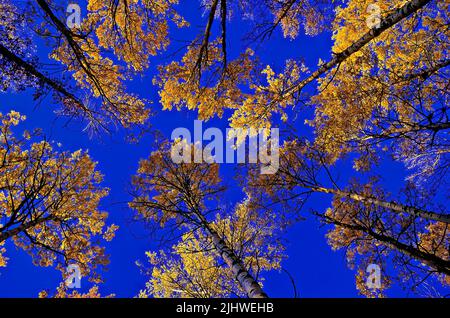 Looking up at the backlit yellow tops of a group of aspen trees against a bright blue sky Stock Photo