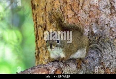A wild Red Squirrel " Tamiasciurus hudsonicus", resting on a spruce tree branch in rural Alberta Canada Stock Photo