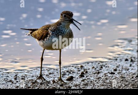 A Solitary Sandpiper, Tringa solitaria, bird walking in the shallow water along the shore of a rural lake in northern Alberta Canada. Stock Photo