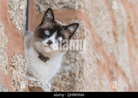 young cat with collar seen up close looks out of the stone window outdoors Stock Photo
