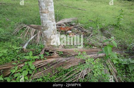 A coconut tree base view with a fallen coconut near the tree at coconut plantation in Sri Lanka Stock Photo