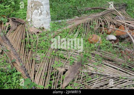 A base view of coconut palm with a fallen coconut close to the tree at the coconut plantation in Sri Lanka. Stock Photo