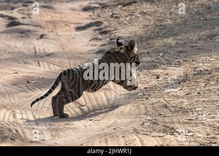 A wild baby tiger, two months old, crossing the dirt road in the forest in India, Madhya Pradesh Stock Photo