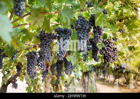 Closeup abundance of black tasty ripe grape bunches hanging on tree branches with lush green leaves in vineyard in countryside Stock Photo