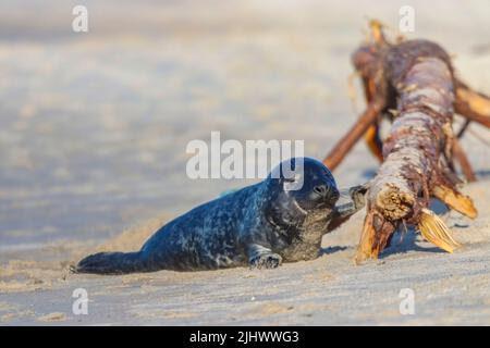 A cute seal lying next to a tree trunk on a sandy beach of Baltic sea ...