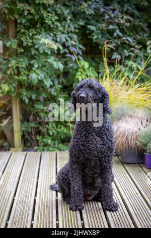 A beautiful black Labradoodle dog sitting on wooden decking in a garden, and looking around Stock Photo