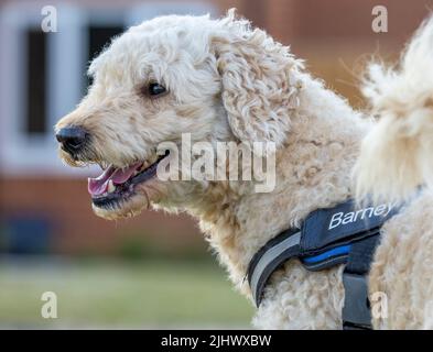 A beautiful beige / apricot coloured Labradoodle dog, wearing a harness, with a modern house in the background Stock Photo