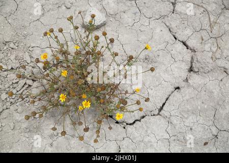 Dry arid sandy cracked ground and rare plant with yellow floers Stock Photo