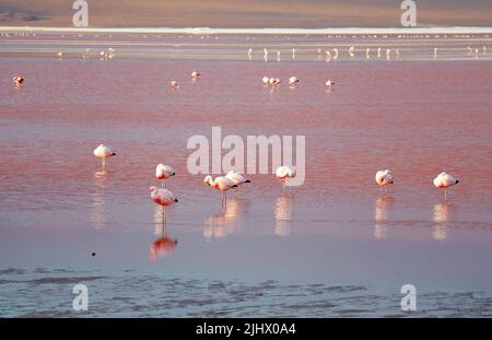 Amazing Flamingos Flamboyance Grazing in Laguna Colorada, the Red Lagoon in Bolivian Altiplano, Potosi Department of Bolivia, South America Stock Photo