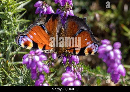 Aglais io, (European) peacock butterfly, resting / feeding on flowering heather (erica), Studland and Godlingston Heath, Dorset, UK Stock Photo