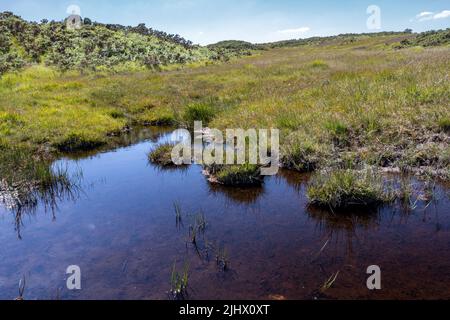 Pond  in a valley, with grassland and heather, summer, Studland and Godlingston Heath, Dorset, UK Stock Photo