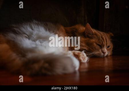 Lazy Cat Lying on The Floor Under The Chair Stock Photo