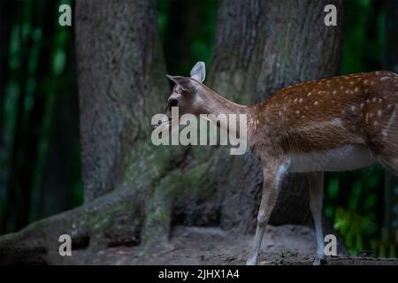 A young spotted deer grazes in a forest park. Stock Photo