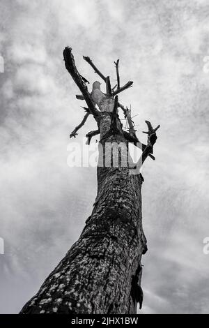 Dying Tree Shot from Below Stock Photo