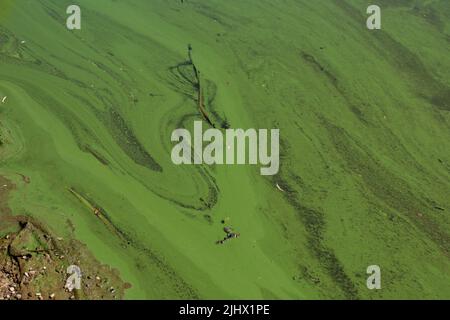 Dark green colored algae that fill the lake. Stock Photo