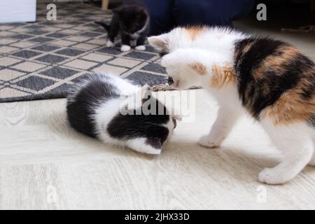 Two little kittens playing on the carpet close up Stock Photo