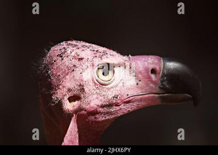 Red-headed Vulture, Sarcogyps calvus, closeup, portrait at Nakhon Ratchasima, Thailand, very good eyes made it possible to see food from a distances. Stock Photo