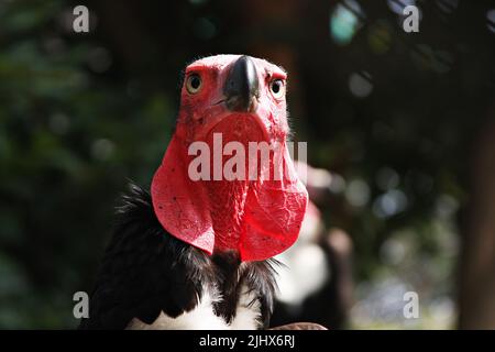 Red-headed Vulture, Sarcogyps calvus, closeup, portrait at Nakhon Ratchasima, Thailand, very good eyes made it possible to see food from a distances. Stock Photo
