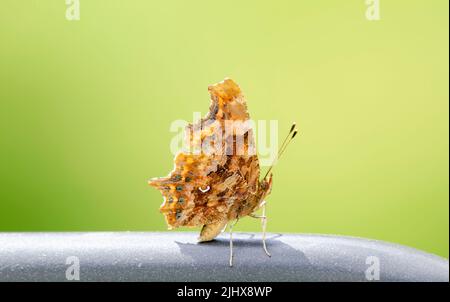 A common Comma butterfly with closed wings showing the patterned underside of the wings. Stock Photo