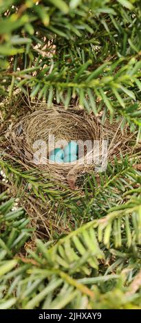 A vertical shot of four blue eggs in the bird nest Stock Photo