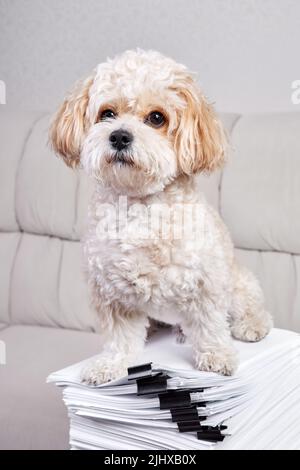 Maltipoo Puppy sits on a stack of office papers fastened with black binders Stock Photo