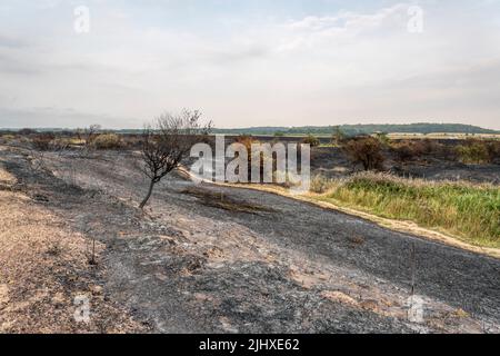 Heathland destroyed in the fire at Snettisham Country Park on the east shore of the Wash, during the heatwave of July 2022. Stock Photo