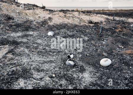 Wild birds eggs destroyed in the heath fire at Snettisham Country Park on the east shore of the Wash, during the heatwave of July 2022. Stock Photo