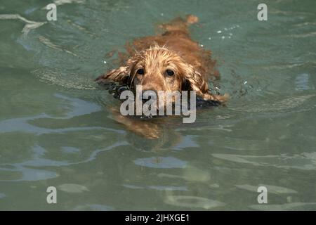 english cocker spaniel playing in the river waters Stock Photo